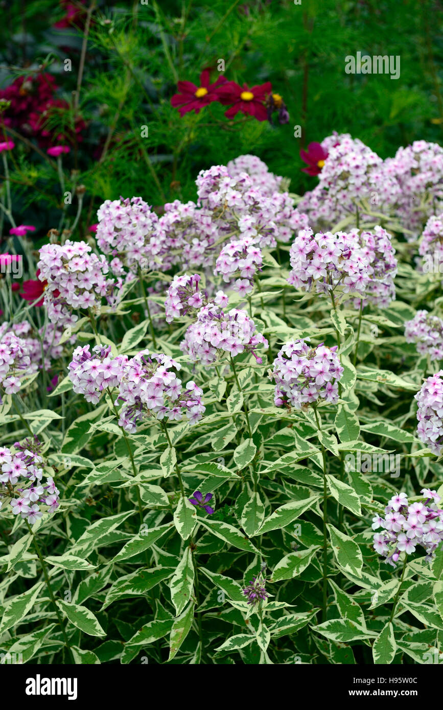 Phlox paniculata Norah Leigh fiori rosa fiori fogliame variegata fioritura fine estate autunno colore colore floreale RM Foto Stock