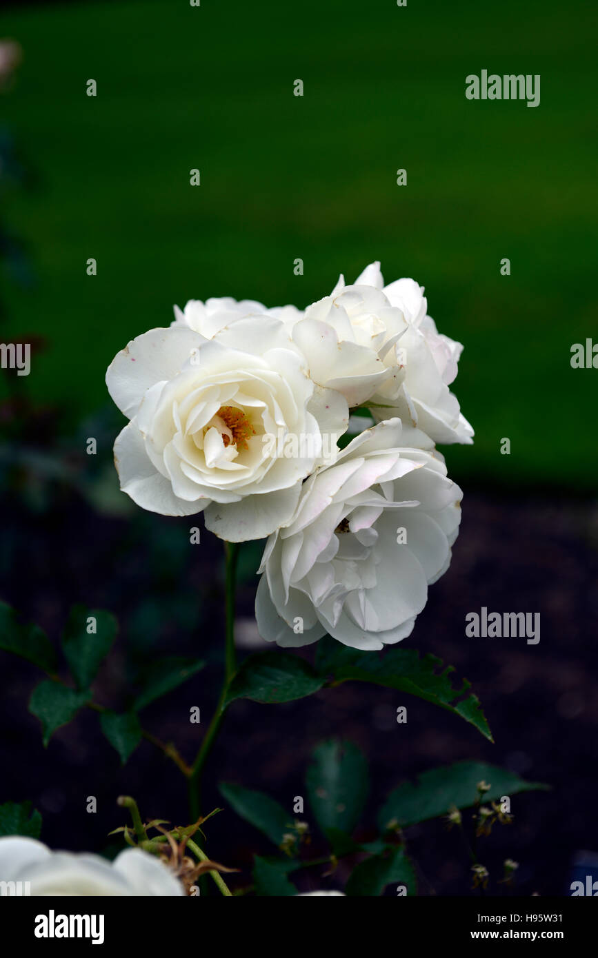 Rosa inglese Miss Rose fiore bianco rosa floribunda fioritura fragranti fiori profumati fiori RM Foto Stock