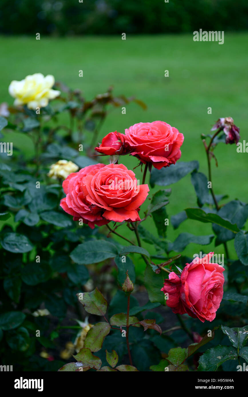 Rosa fragrante ibrido cloud tea rose rosa doppia fiore fiori fioritura perenne floreale RM Foto Stock