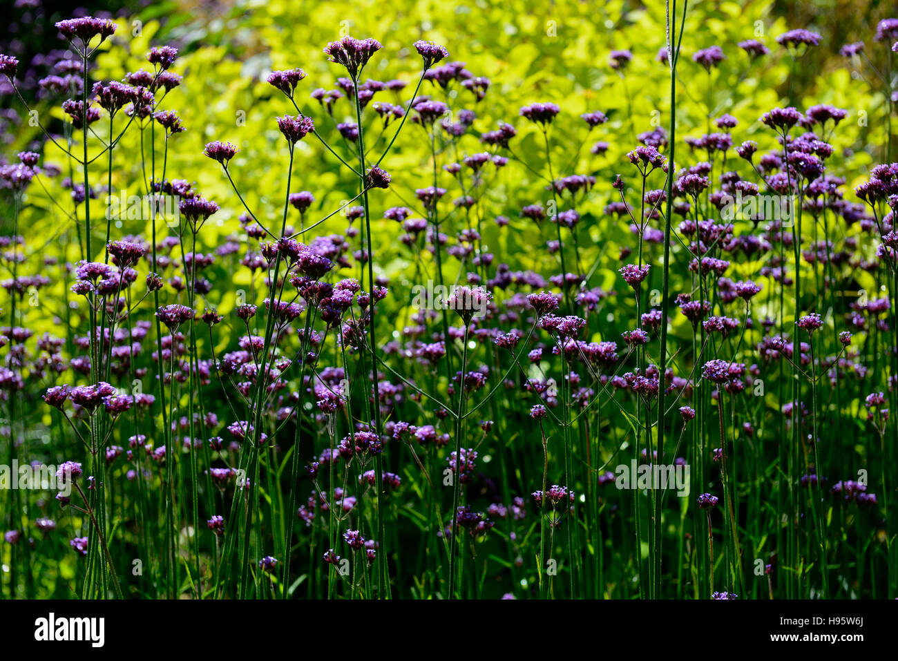 Verbena bonariensis purple fiore fiori fioritura di progettazione display confine letto retroilluminato foglie verde fogliame contrasto floreale RM Foto Stock