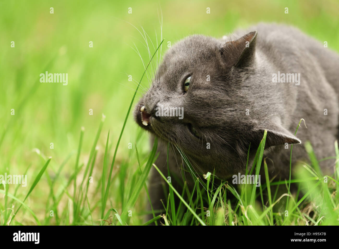 Grande gatto grigio mangiare erba all'aperto Foto Stock