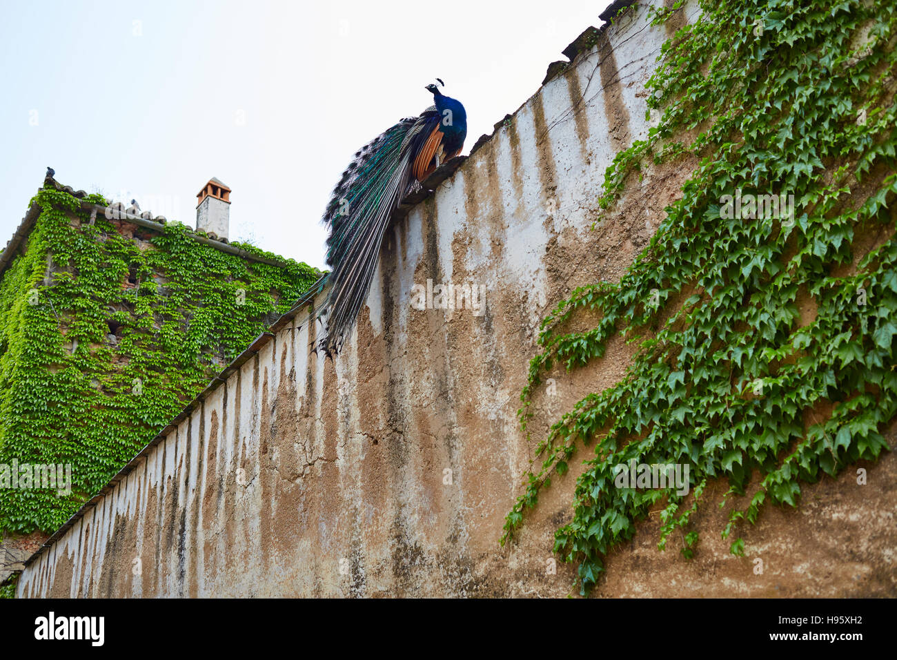 Caceres Peacock nella città vecchia parete superiore in Estremadura di Spagna Foto Stock