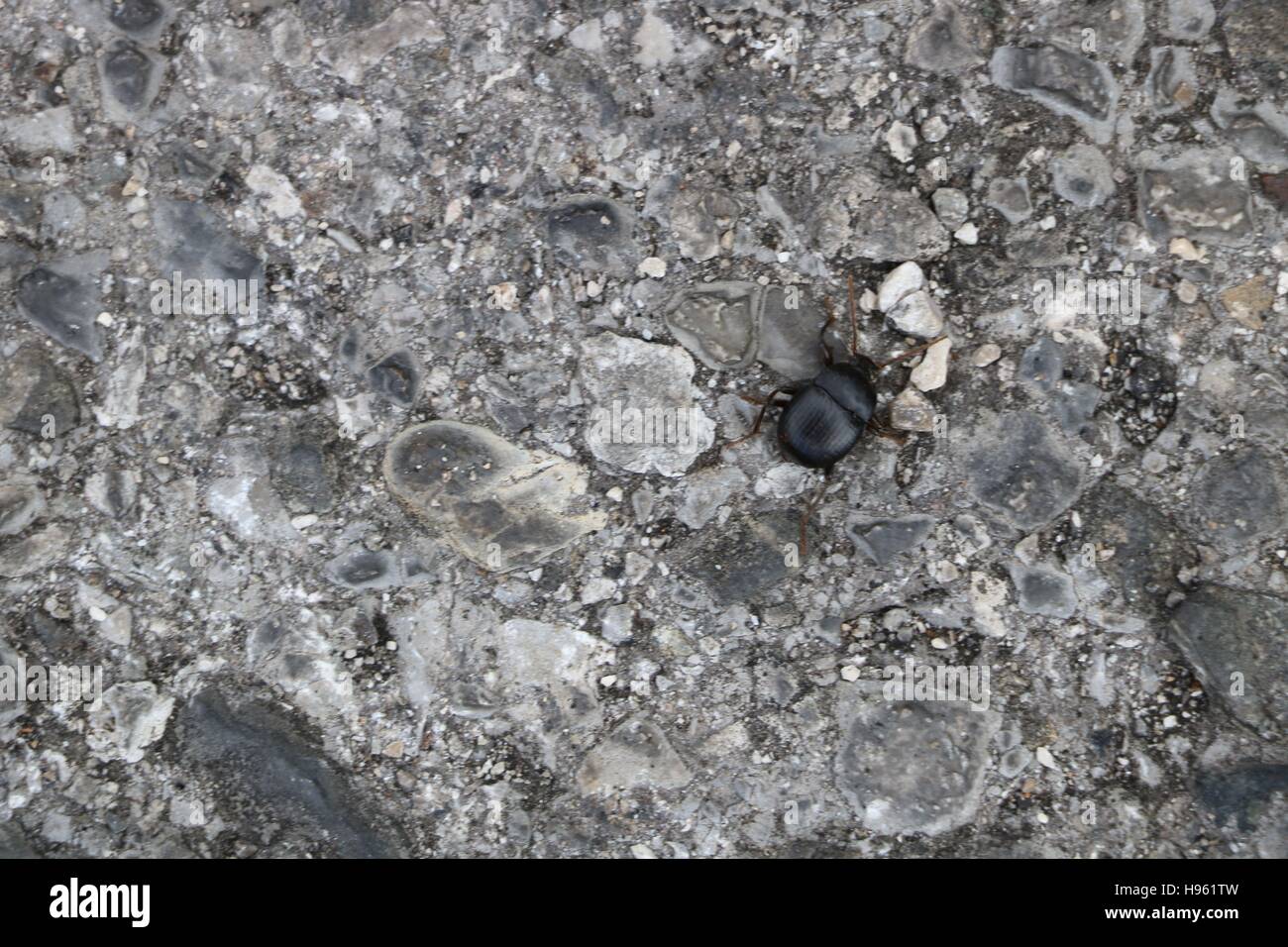 Bug di nero sulla pietra disponibili in alta risoluzione e di diverse dimensioni per adattarsi alle esigenze del vostro progetto Foto Stock