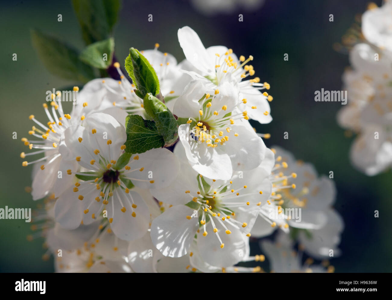Fioritura di frutta del susino Foto Stock