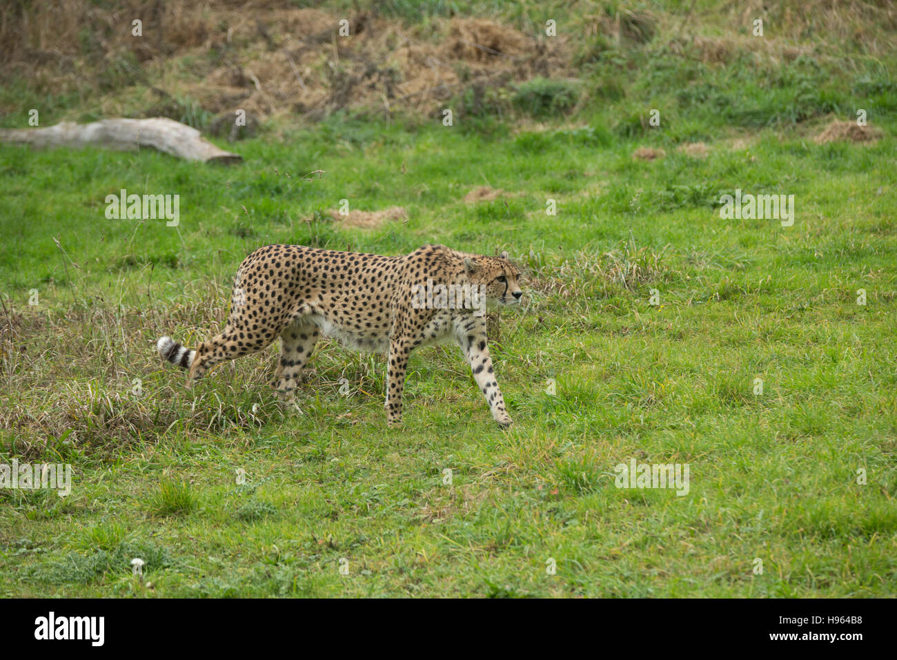 Cheetah stalking attraverso erba lunga. Foto Stock