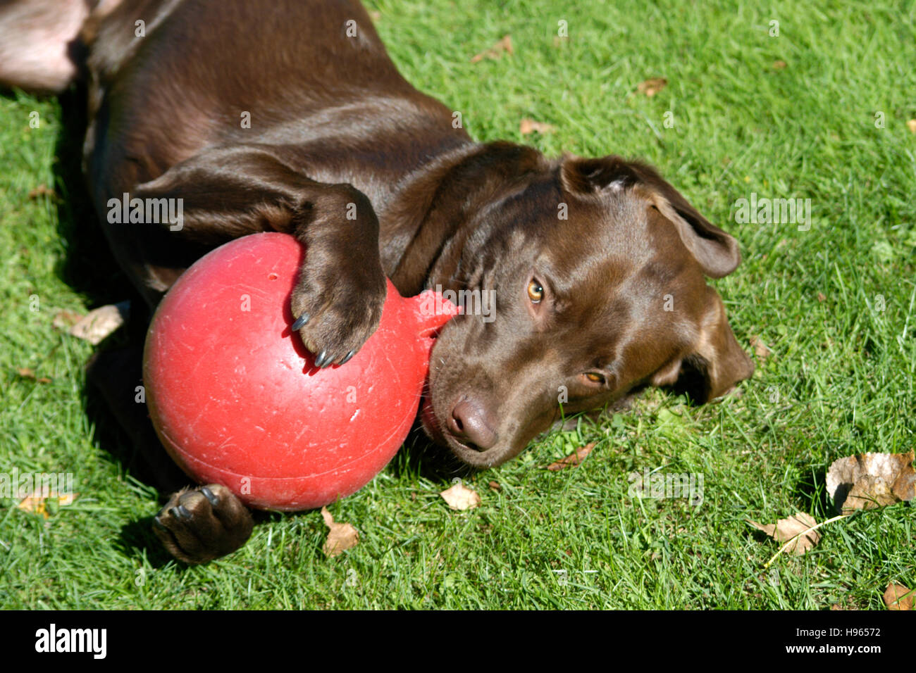 Il cioccolato Labrador Retriever giocando con sfera Foto Stock