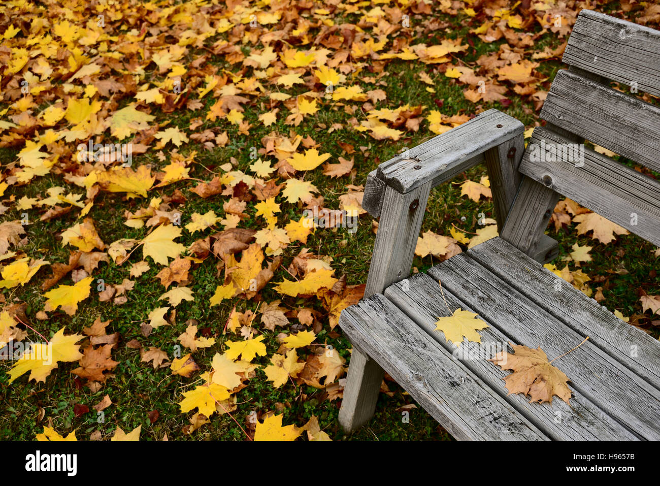 Autunno foglie di giallo e la vecchia panca in legno Foto Stock