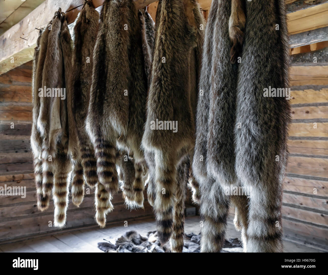 Raccoon pelliccia Pellicce appeso. Foto Stock