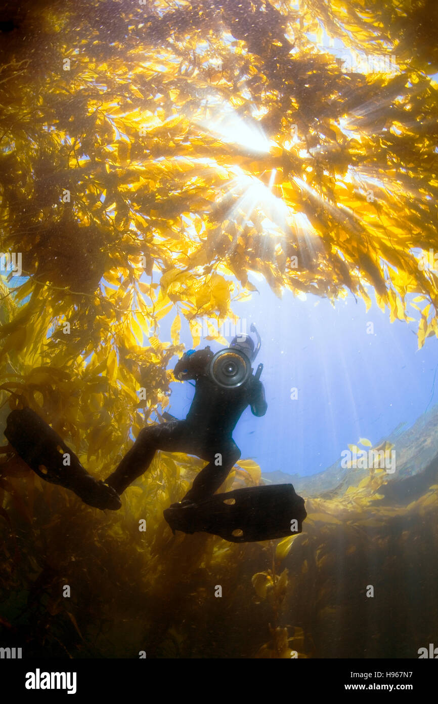 Palmare. Fotografo freediving sotto il gigante Kelp. Fotografare sott'acqua di Isole del Canale, CA. Foto Stock