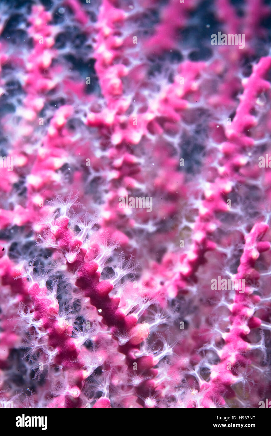 Palmare. Viola di gorgonie o Eugorgia Rubens. Fotografare sott'acqua di Isole del Canale, CA. Foto Stock