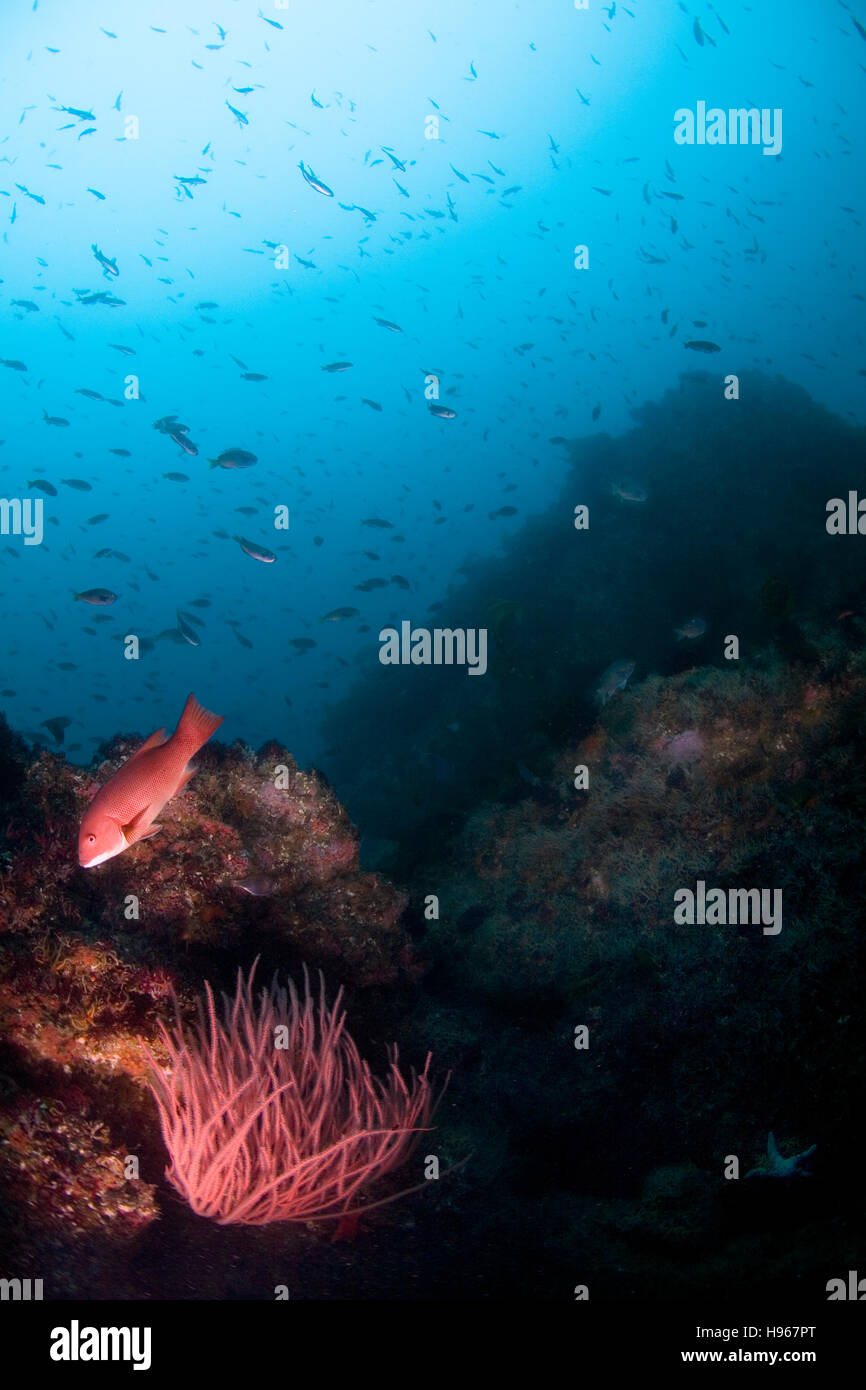 Palmare. Gorgonie rosse o Lophogorgia chilensis /femmina o Sheephead Semicossyphus pulcher. Fotografare sott'acqua di Isole del Canale, CA. Foto Stock