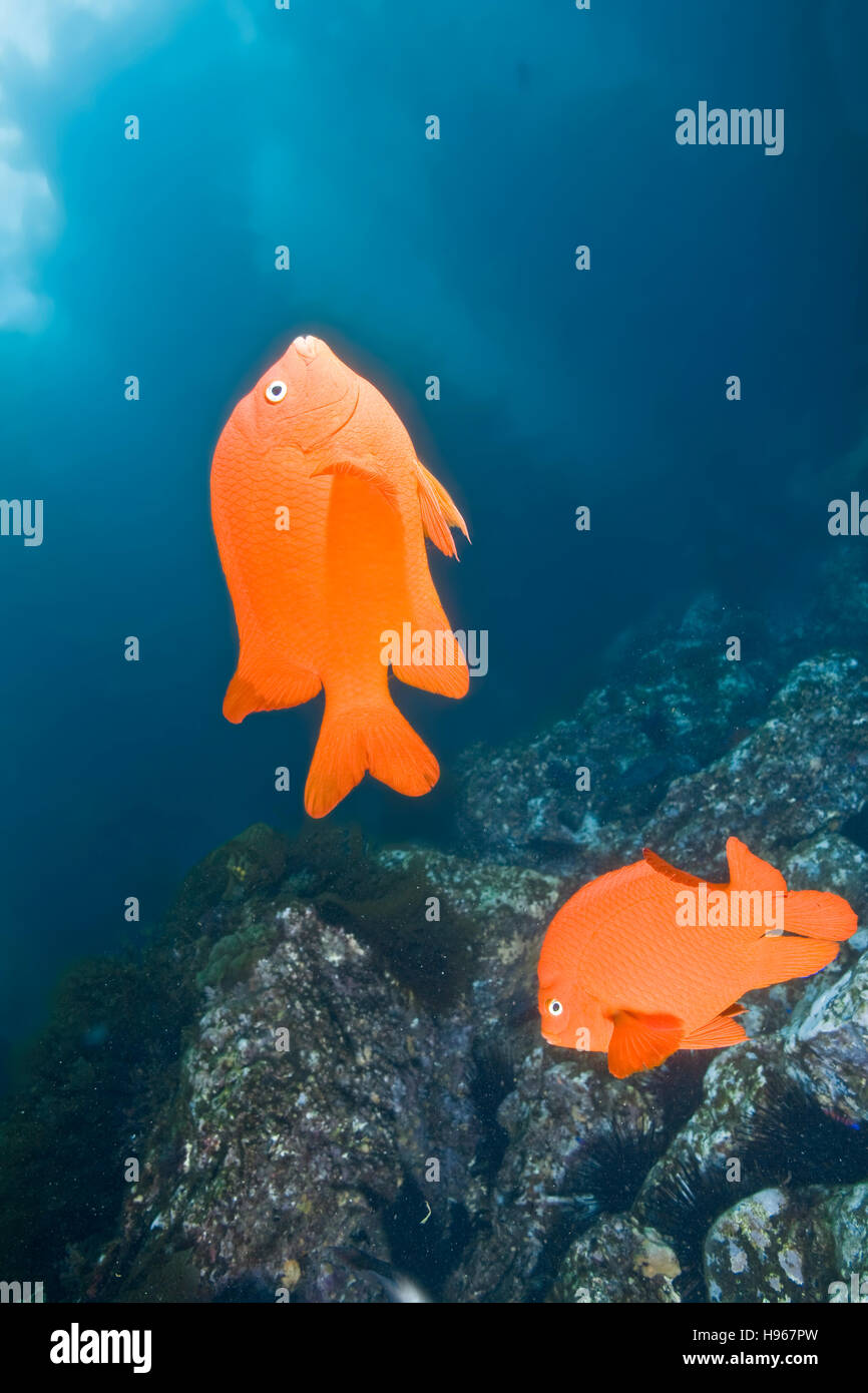 Palmare. Garibaldi o Hypsypops rubicundus. Fotografare sott'acqua di isola Catalina delle Isole del Canale, CA. . Foto Stock