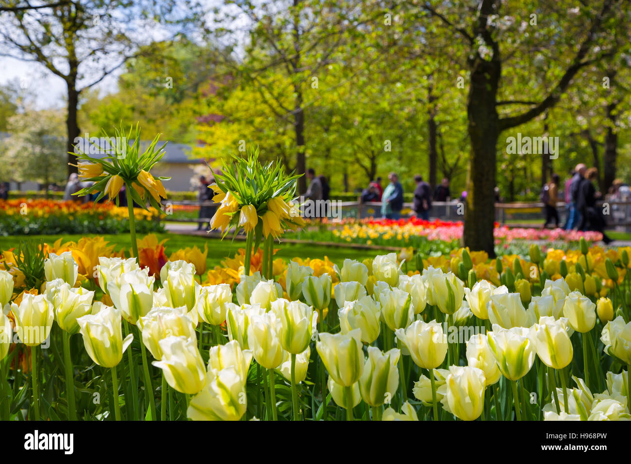 La corona imperiale fiore giallo in un letto di tulipani Foto Stock