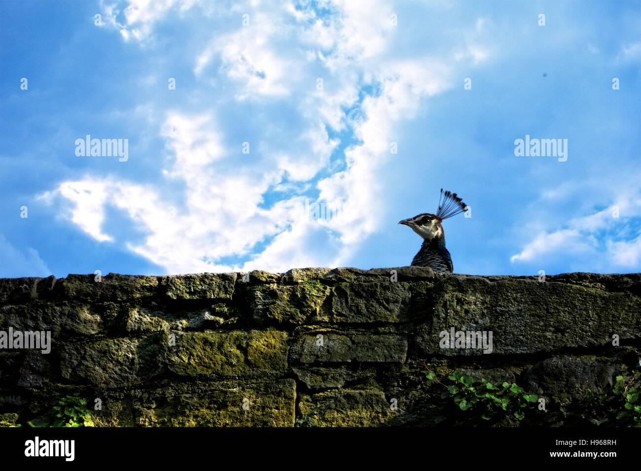 Capo di un pavone appare sopra il vecchio muro di pietra, con cielo blu Foto Stock