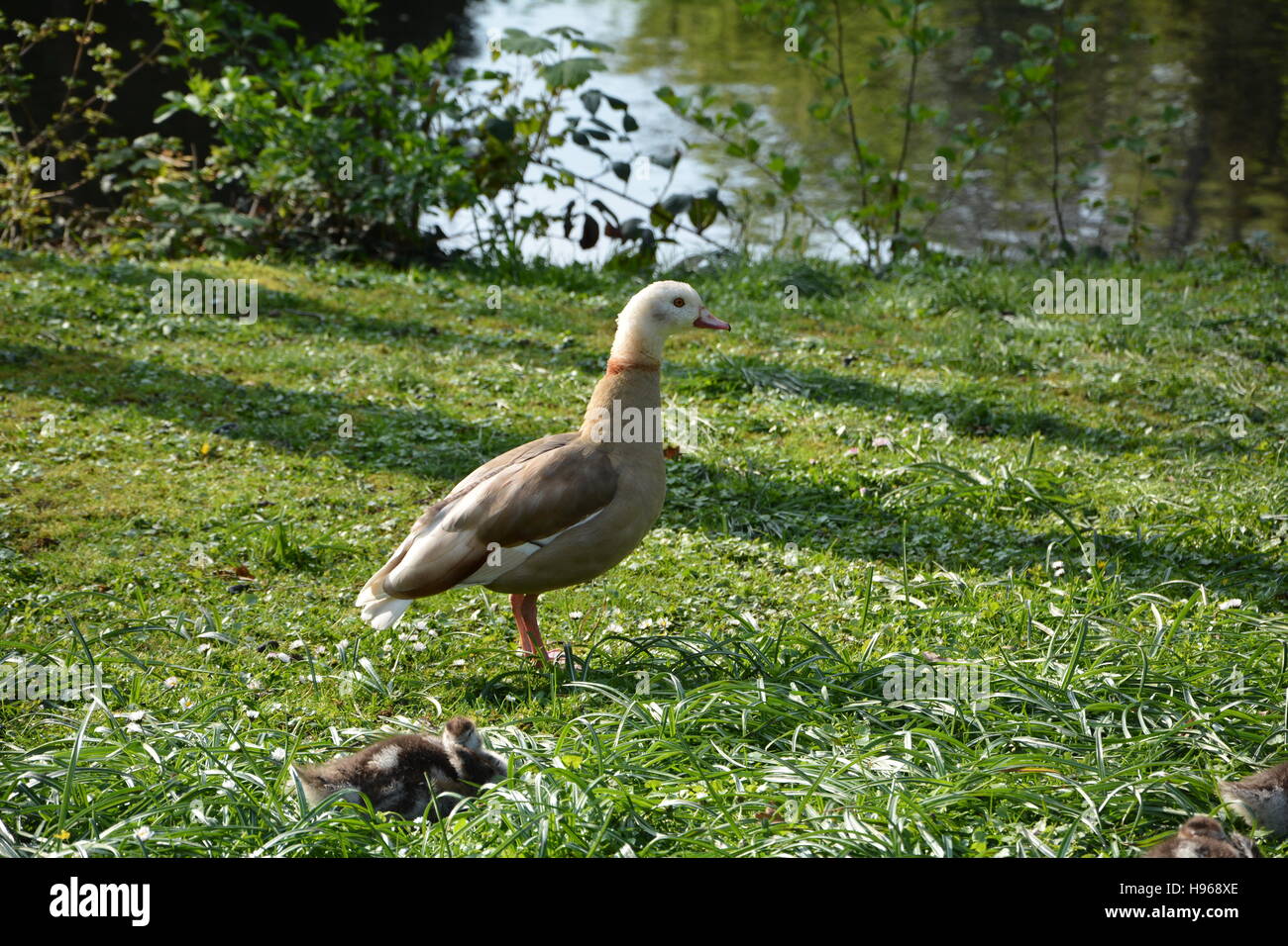 Wild Goose - Madre con pulcini sul prato e sul mare Foto Stock