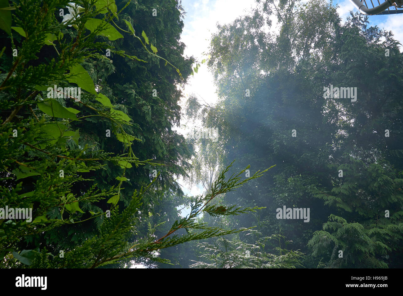 Sun fascio attraverso il fumo nella foresta Foto Stock