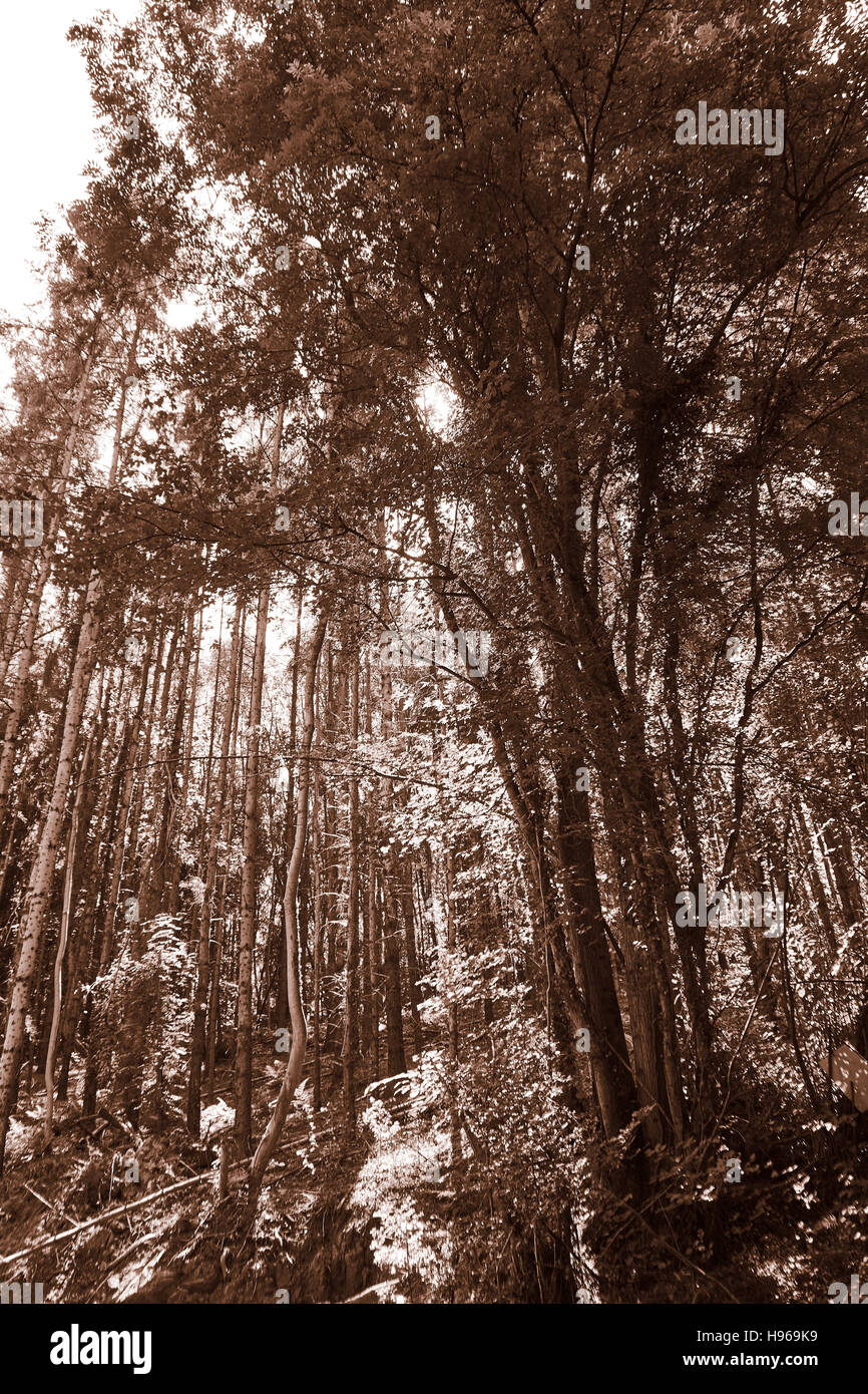 Nella foresta è la caduta di un fiume Foto Stock