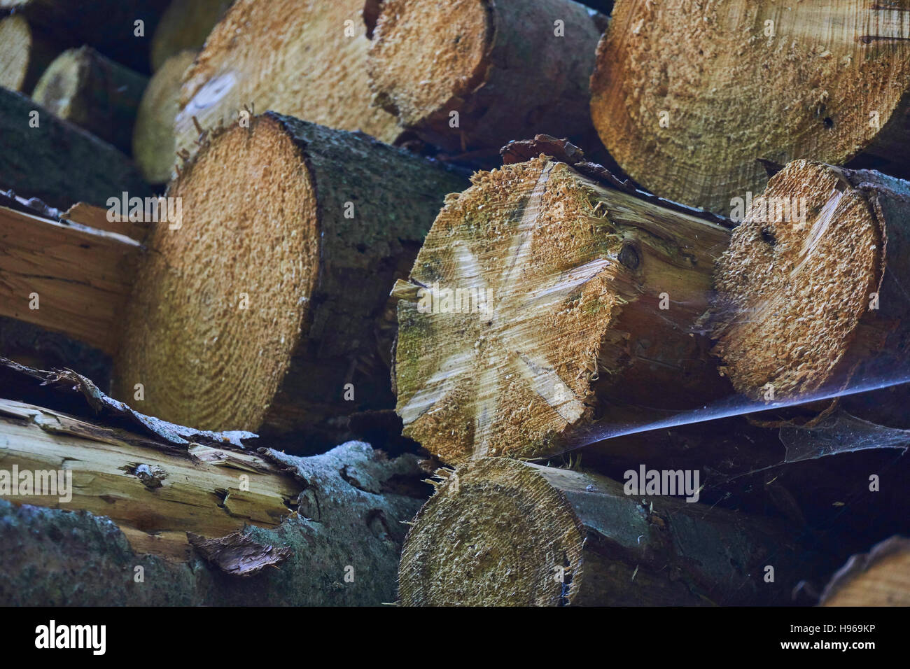 Nella foresta è la caduta di un fiume Foto Stock