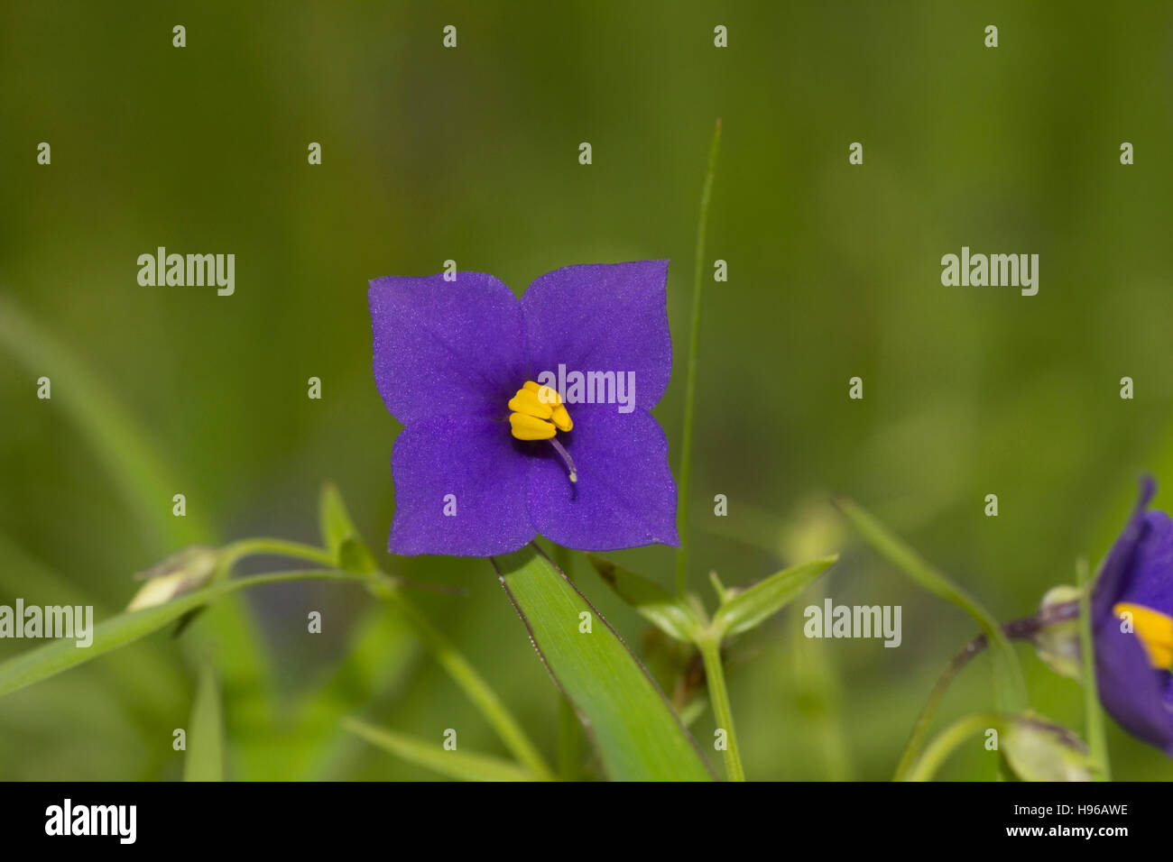 Exacum pumilum, goa, maharashtra Foto Stock