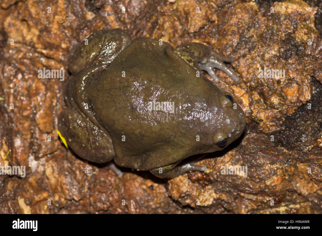 Indiano rana a palloncino (Uperodon globulosus), Pune, Maharashtra, India Foto Stock