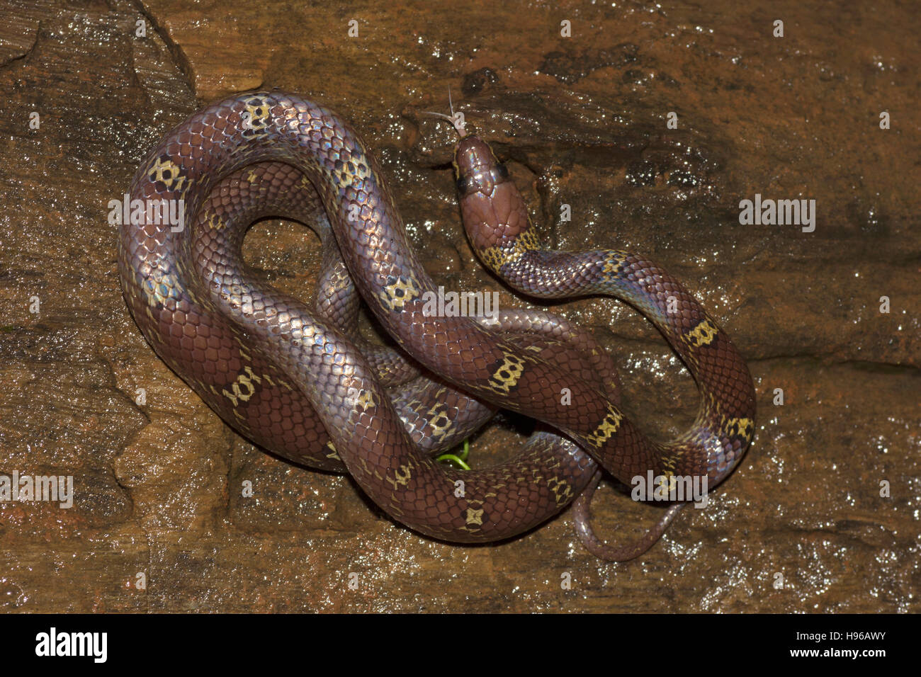 Lupo comune Snake (Lycodon aulicus), Khopoli, Maharashtra, India Foto Stock