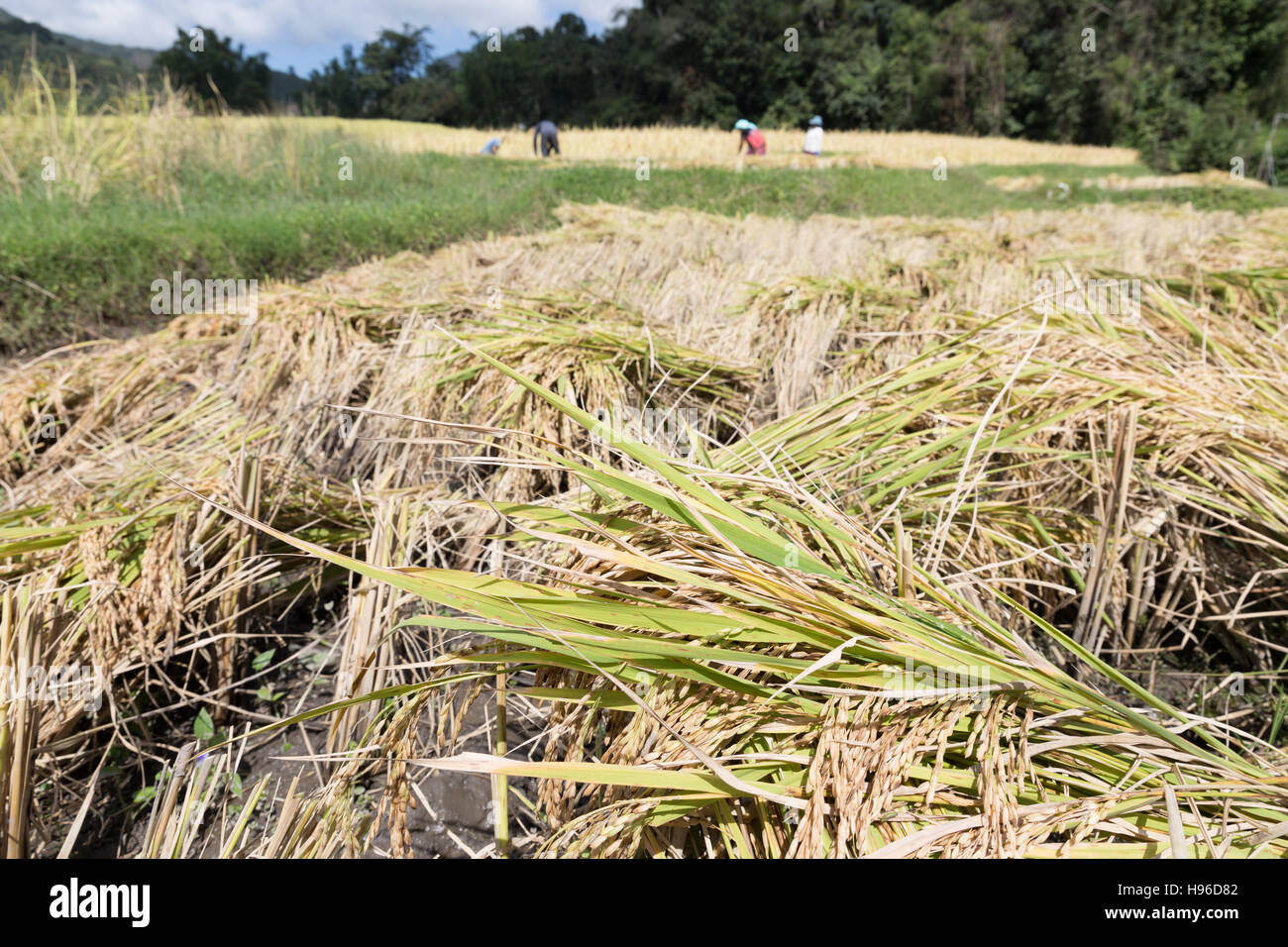Agricoltore la mietitura del riso nel campo di risone in Baan Mae Klang Luang in Chiang Mai Thailandia Foto Stock