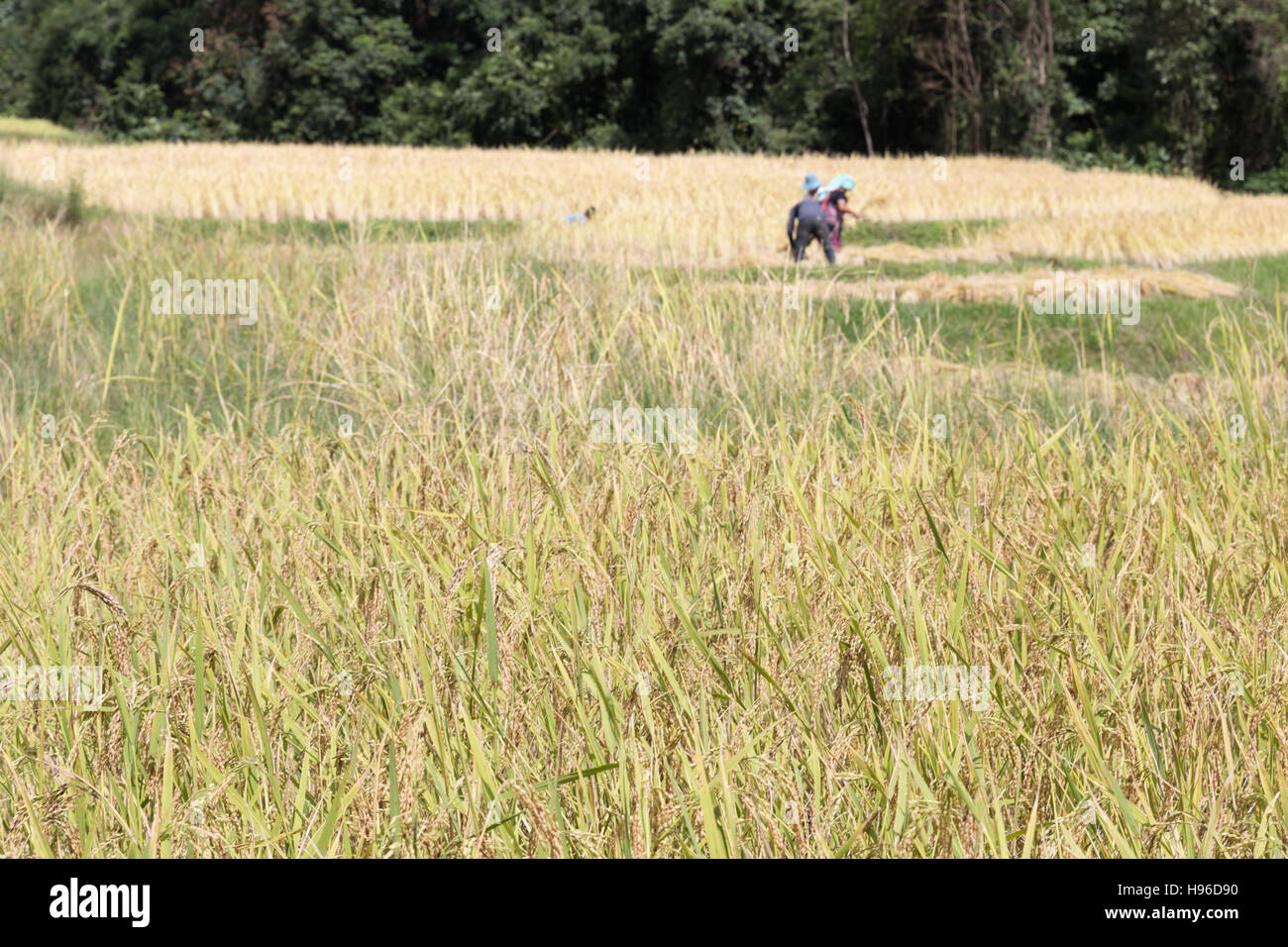 Agricoltore la mietitura del riso nel campo di risone in Baan Mae Klang Luang in Chiang Mai Thailandia Foto Stock