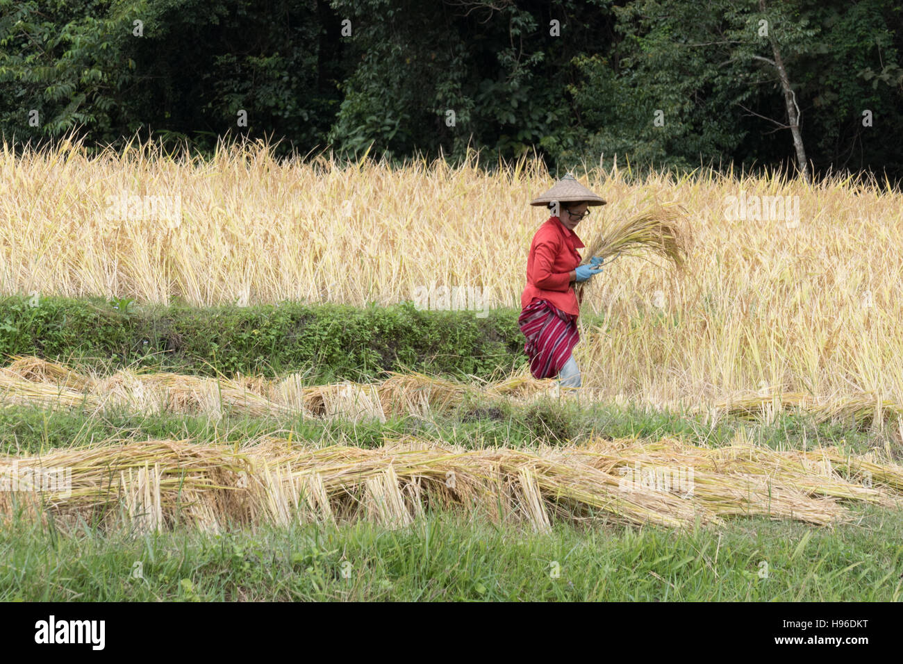 Chiang Mai, Thailandia - 4 Novembre 2016: agricoltore la mietitura del riso nel campo di risone in Baan Mae Klang Luang in Chiang Mai Thailandia il 4 novembre 2016. Foto Stock