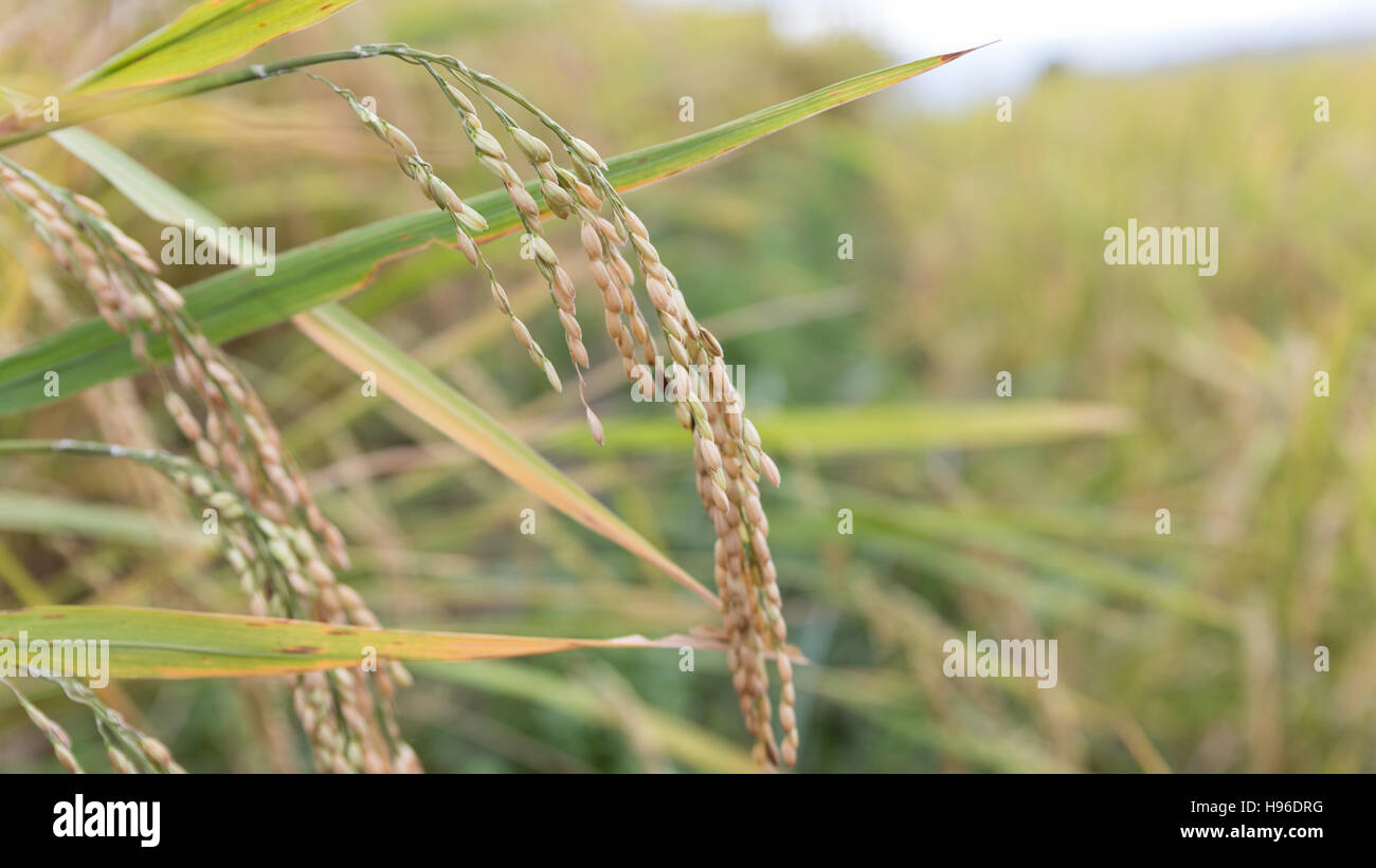 Giallo terrazzati riso paddy campo nelle zone rurali della Thailandia Foto Stock