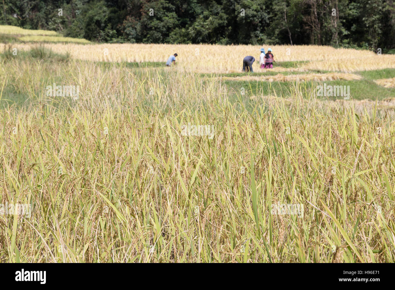 Agricoltore la mietitura del riso nel campo di risone in Baan Mae Klang Luang in Chiang Mai Thailandia Foto Stock