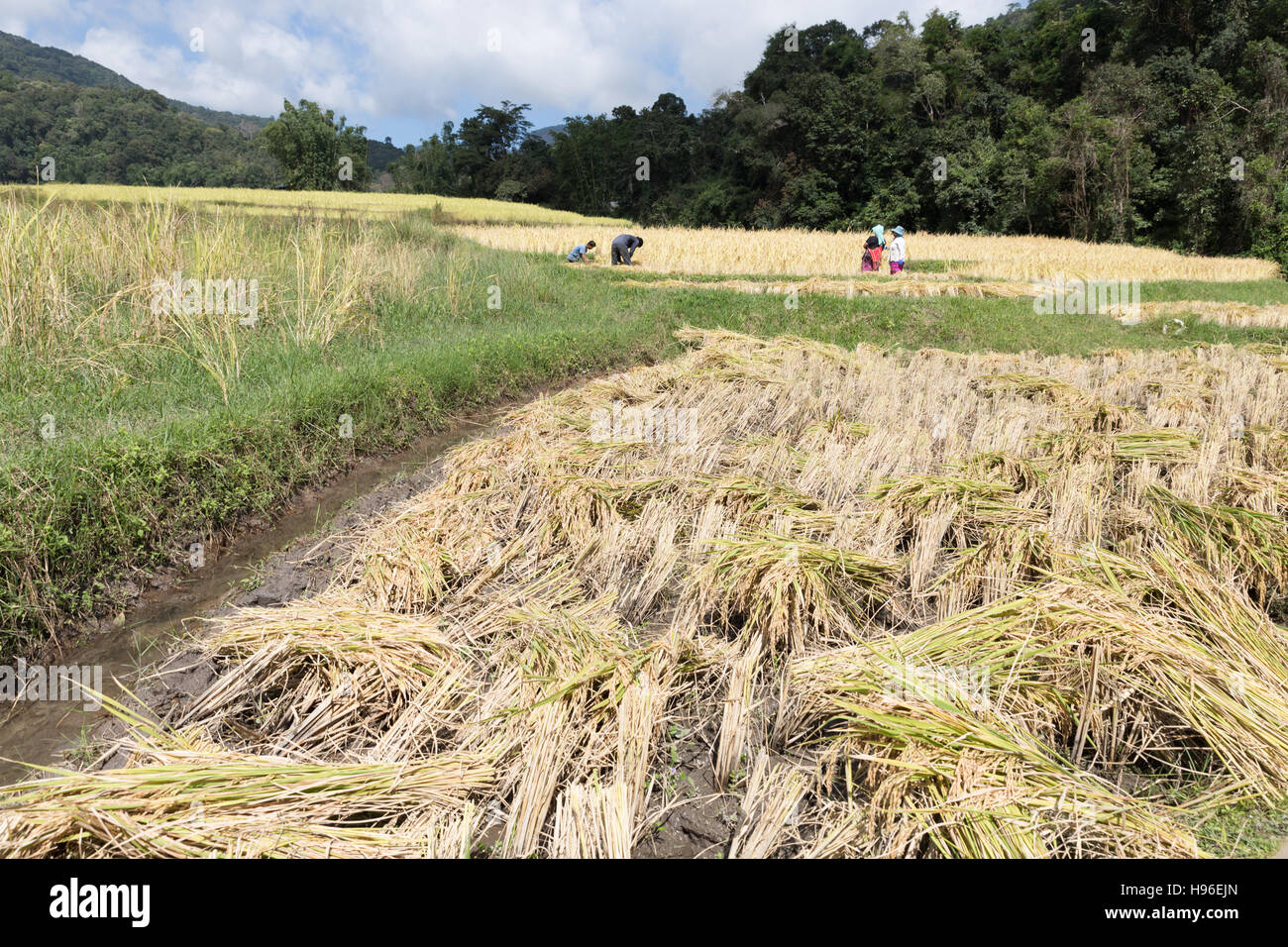 Chiang Mai, Thailandia - 4 Novembre 2016: agricoltore la mietitura del riso nel campo di risone in Baan Mae Klang Luang in Chiang Mai Thailandia il 4 novembre 2016. Foto Stock