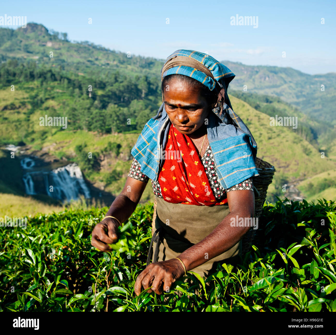 Raccoglitrice di tè Picks lascia il concetto di agricoltura Foto Stock