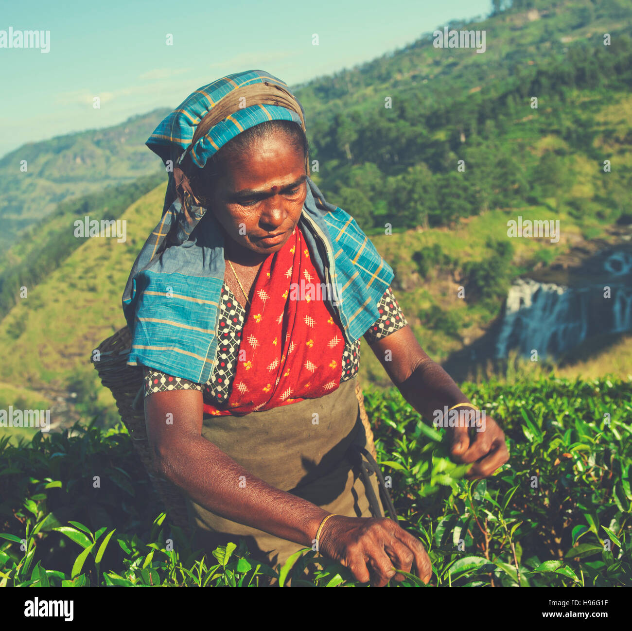Raccoglitrice di tè Picks lascia il concetto di agricoltura Foto Stock