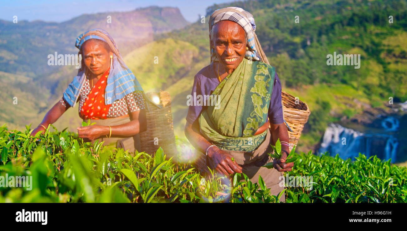 Due raccoglitori di tè sorriso come essi Pick lascia il concetto Foto Stock