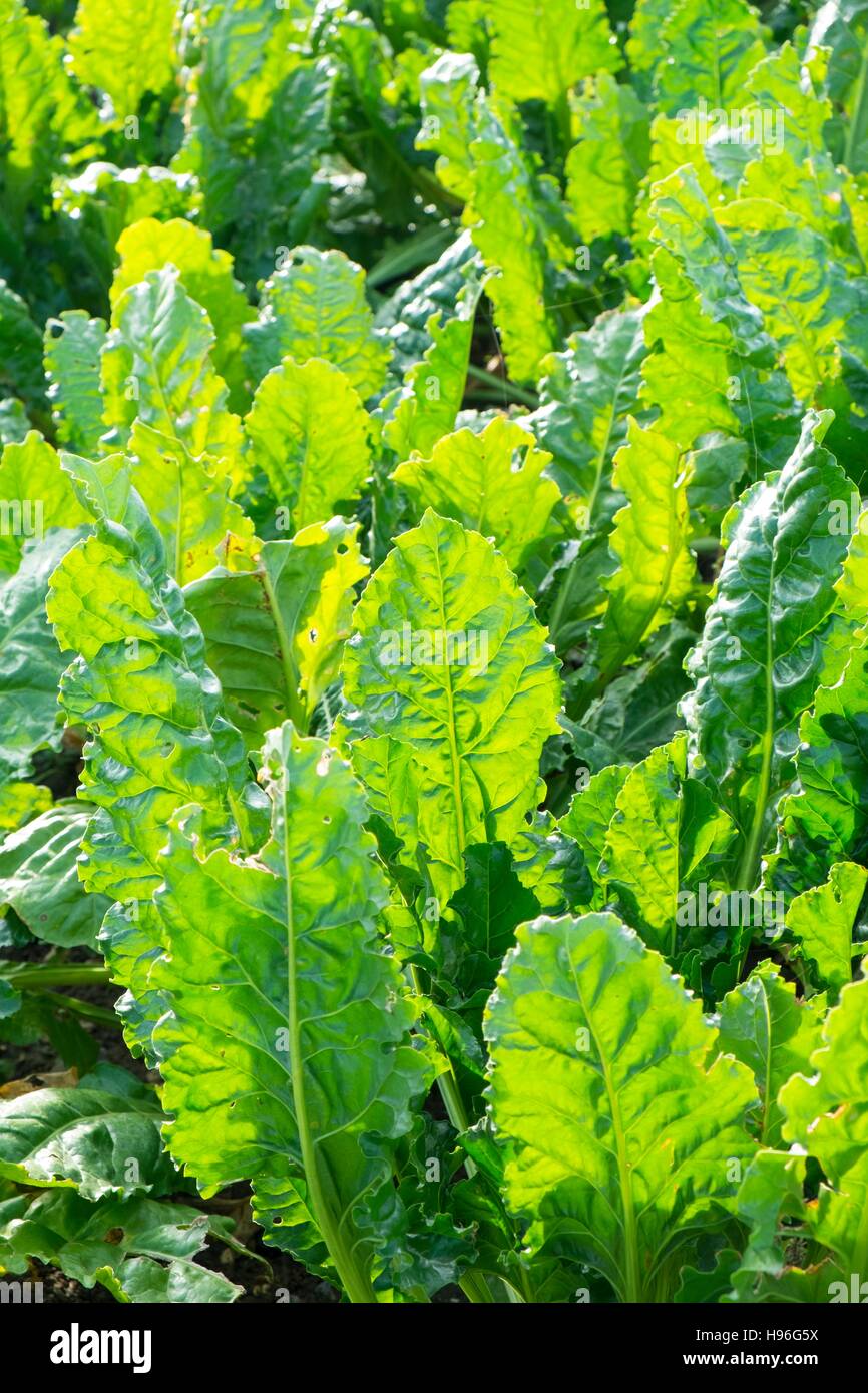 La barbabietola da zucchero; Beta vulgaris; foglie; Norfolk; Inghilterra; Novembre Foto Stock