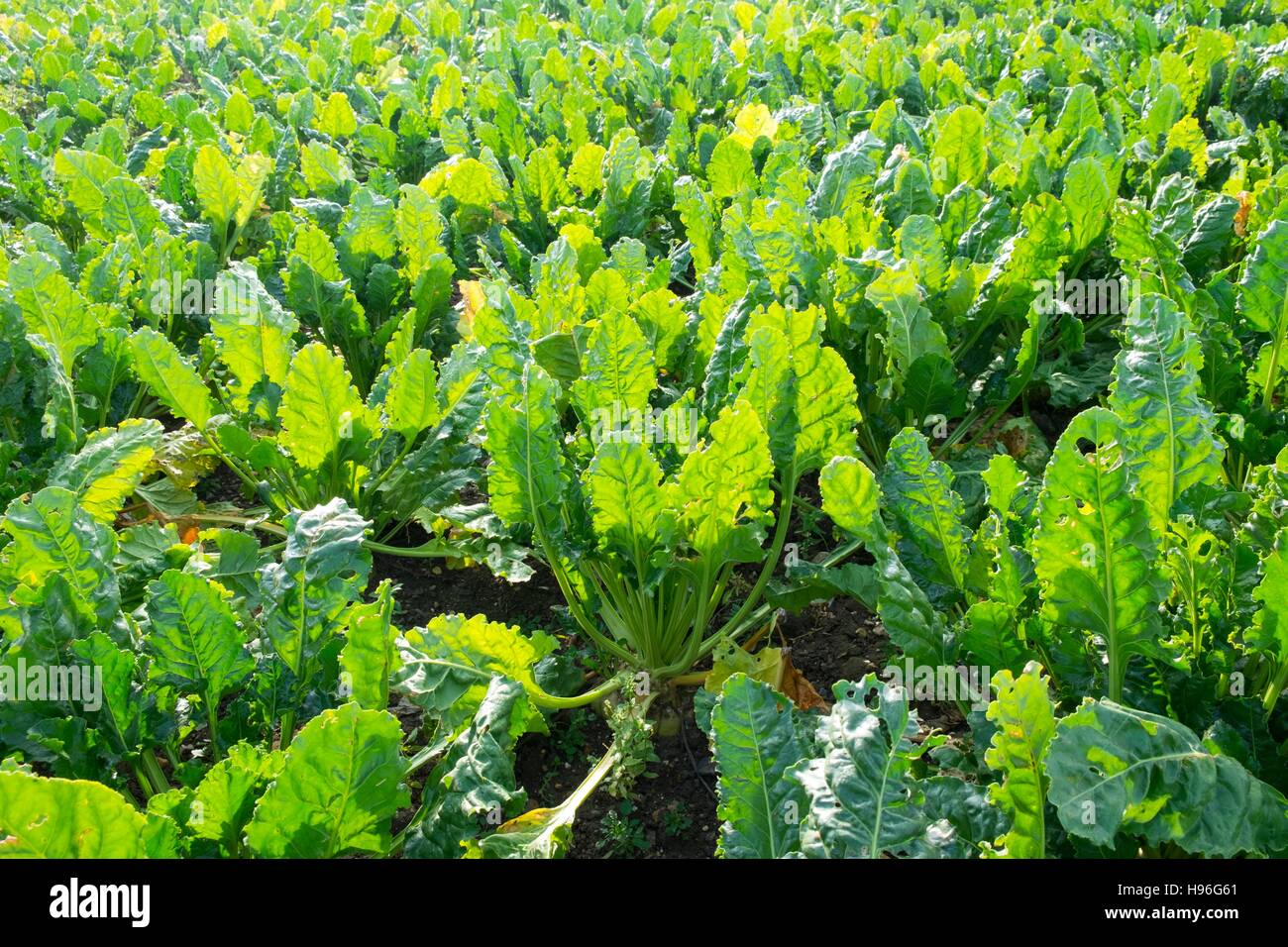 La barbabietola da zucchero; Beta vulgaris; foglie; Norfolk; Inghilterra; Novembre Foto Stock