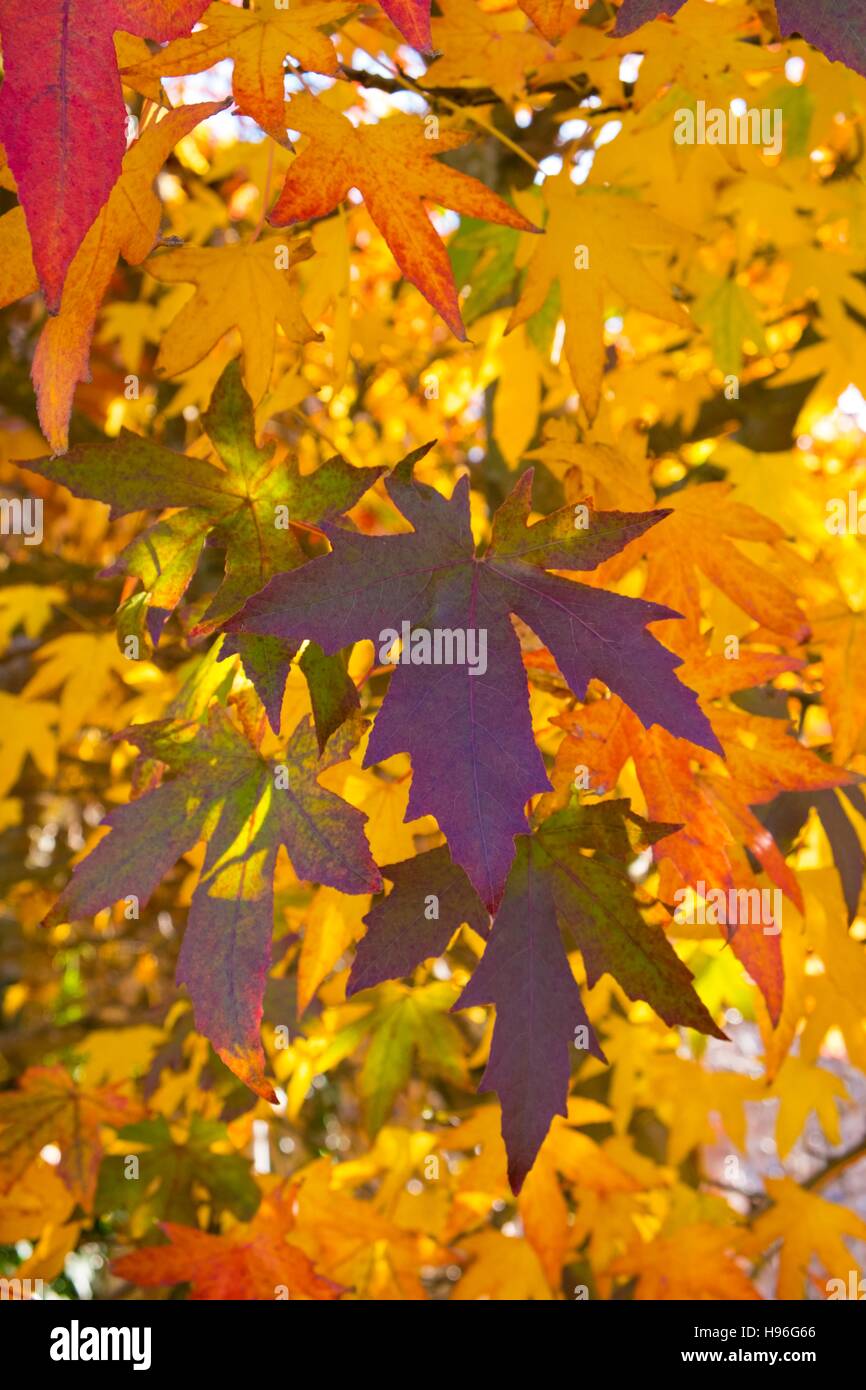 Foglie di Acer ruotando il colore in autunno. Foto Stock