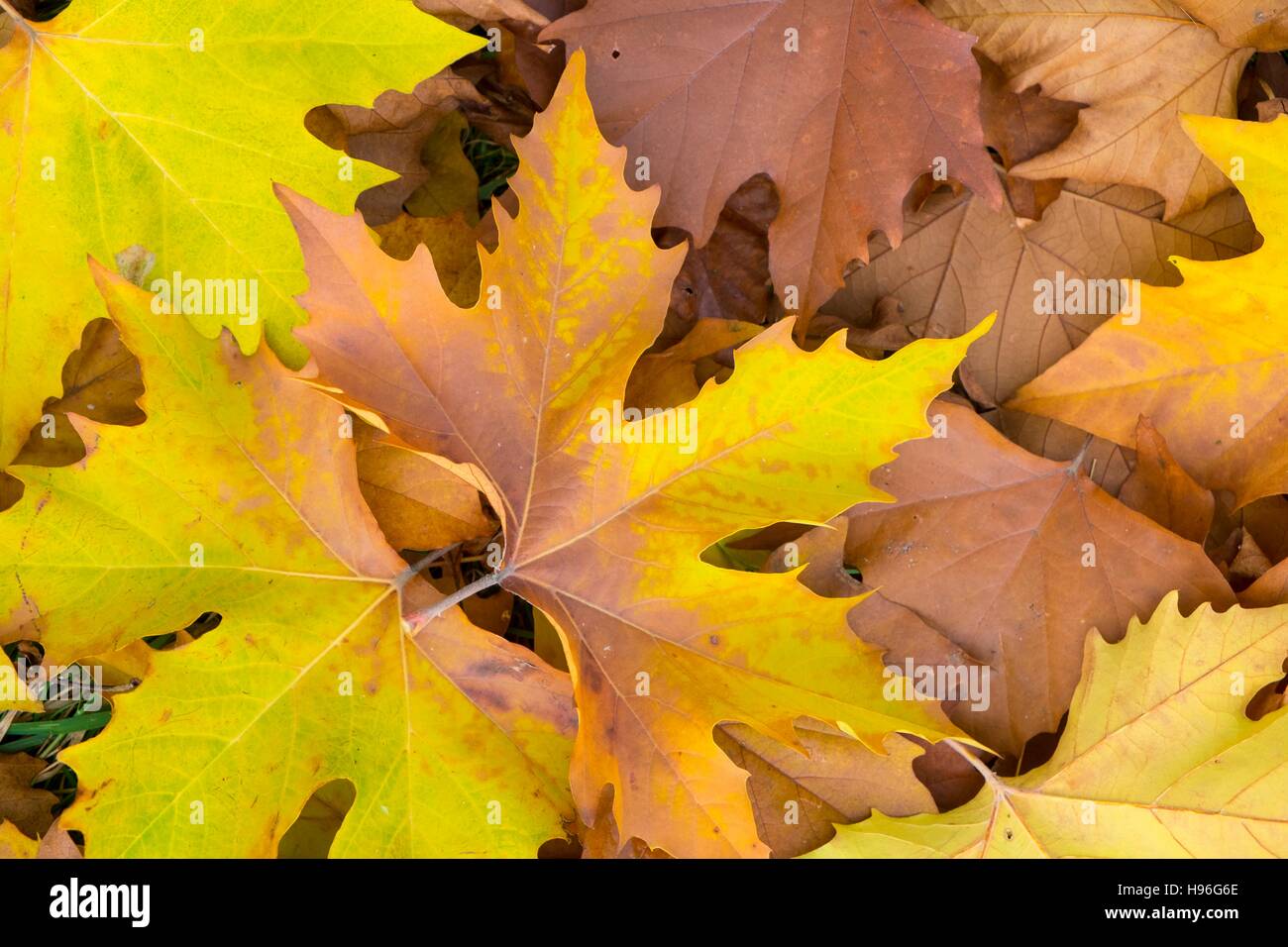 Piano di caduta foglie. Foto Stock