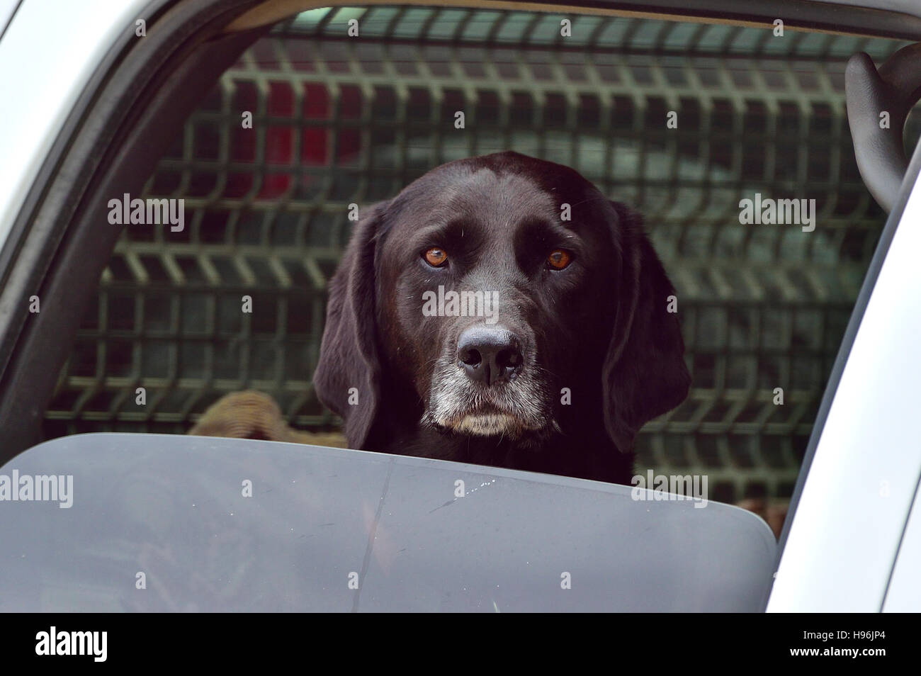 Ritratto di un immagine di un cane nero seduto nel sedile posteriore di un carrello in un giorno caldo Foto Stock