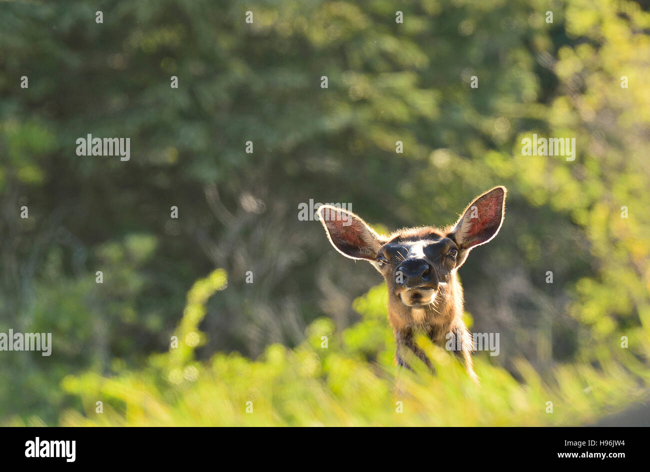 Una femmina di alce Cervus elaphus; guardando in alto al di sopra della lussureggiante vegetazione retroilluminato Foto Stock