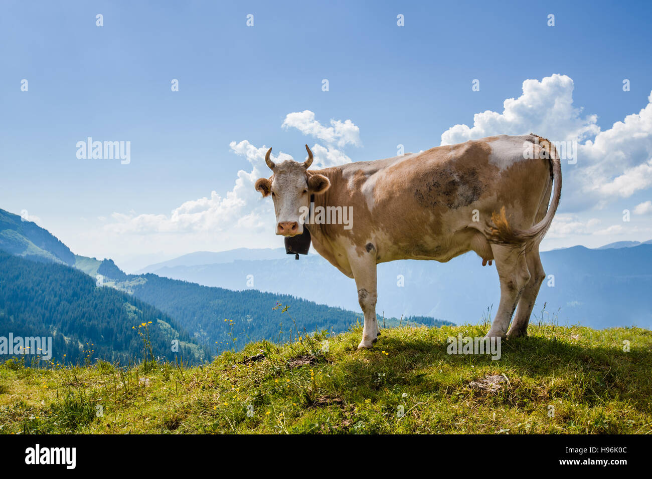 Mucca guardando la telecamera nelle Alpi Svizzere vicino Bachsee (talvolta Bachalpsee) Foto Stock