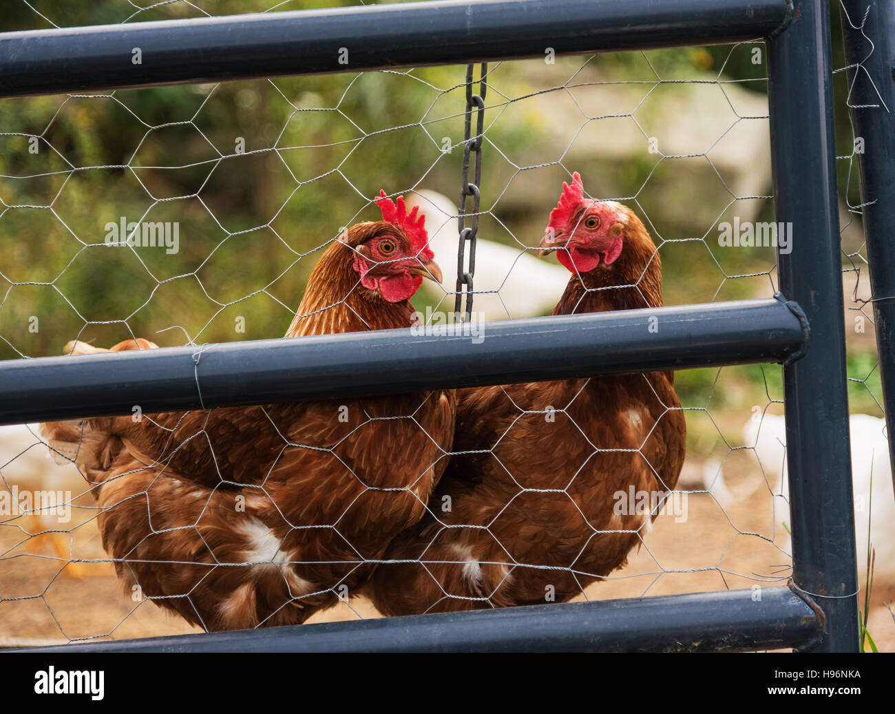 Stati Uniti d'America, Maine, Knox, due polli in piedi dietro il recinto Foto Stock