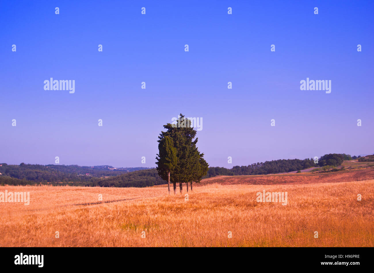 Isola dei Cipressi nel mezzo di un campo di grano nel cuore della Toscana Foto Stock
