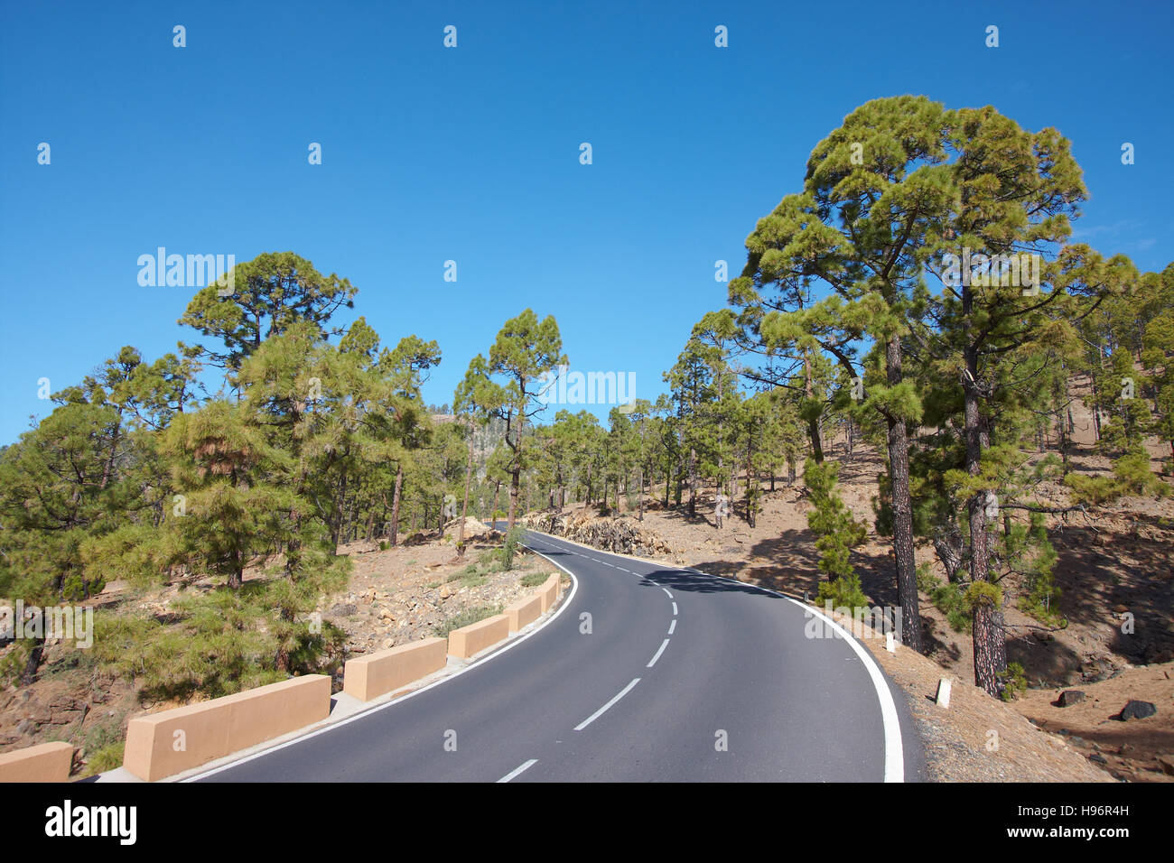 Strada di campagna attraverso la pineta, Parque Nacional del Teide Tenerife, Spagna Foto Stock