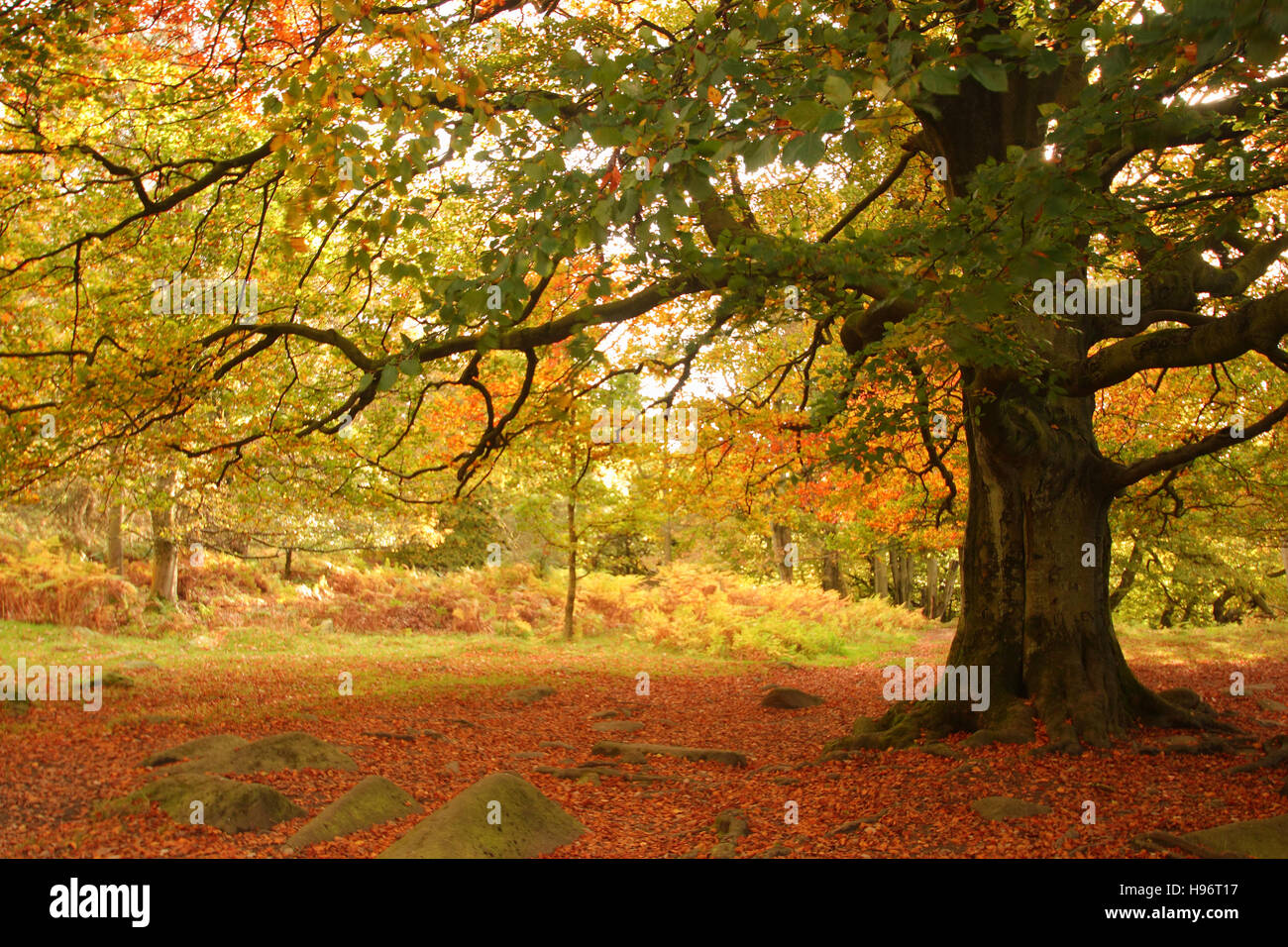 Caduta foglie sotto un albero la visualizzazione di fogliame di autunno in gola Padley; una pittoresca valle boscosa del parco nazionale di Peak District, England Regno Unito Foto Stock