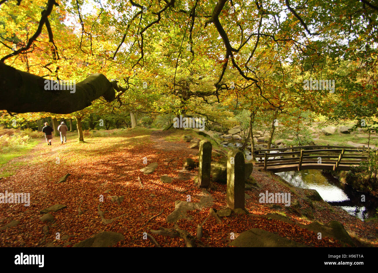 Il fogliame di autunno in gola Padley; una pittoresca valle boscosa condito con sentieri pubblici nel distretto di Peak, Derbyshire, Regno Unito Foto Stock