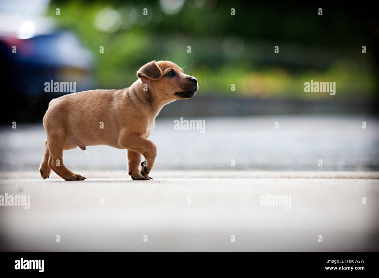 Jack Russel cucciolo Foto Stock