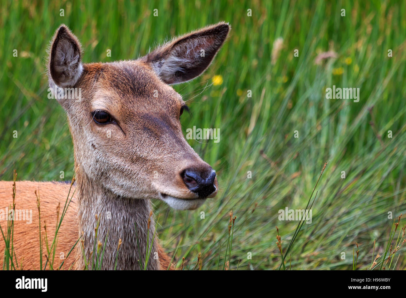 Close up su una singola femmina rosso testa di cervo Foto Stock
