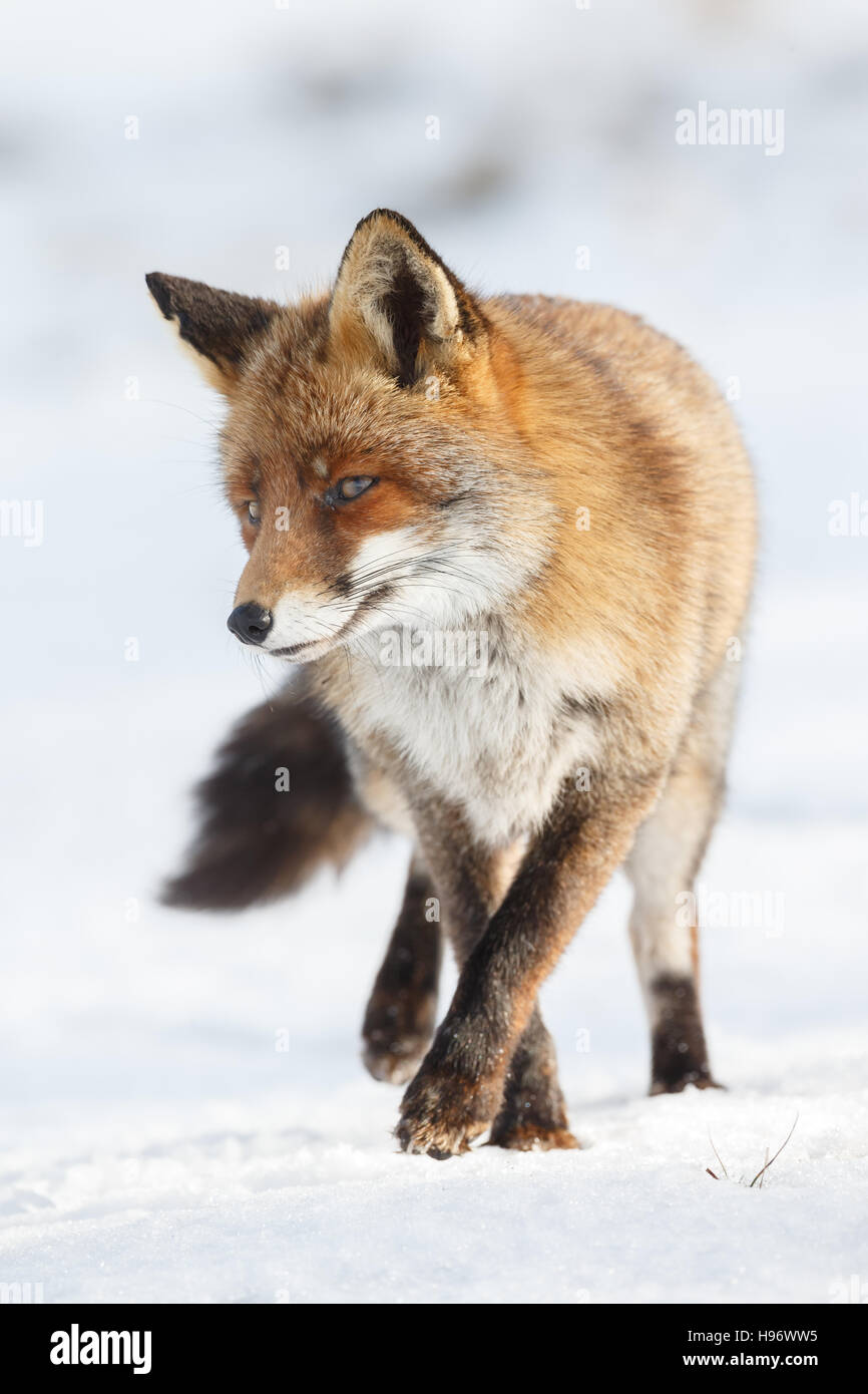 Red Fox in inverno Foto Stock