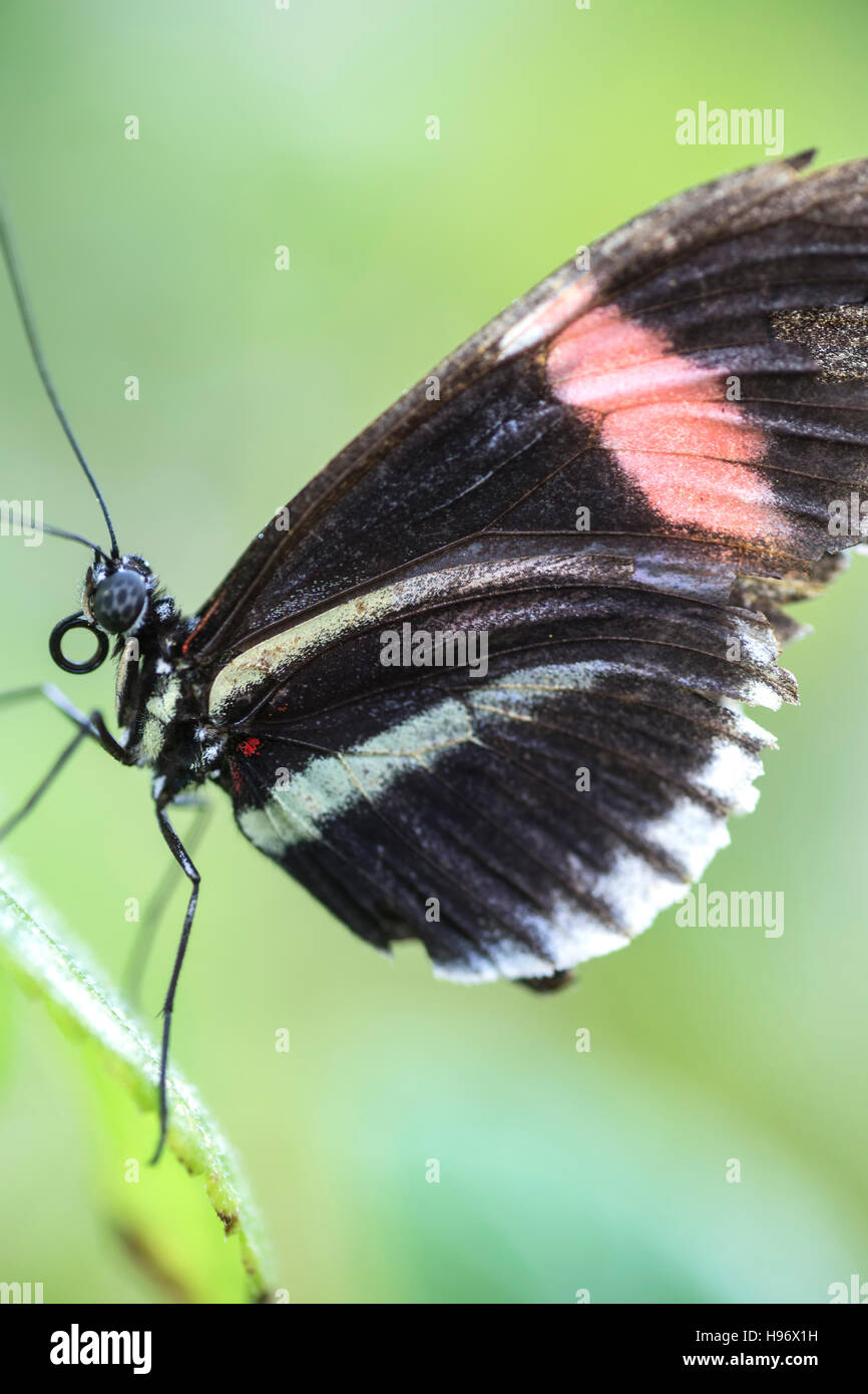 Red postino (Heliconius erato) farfalla, padiglione delle farfalle, Westminster (Area di Denver), Colorado, STATI UNITI D'AMERICA Foto Stock